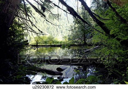 Stock Image - Douglas Fir fallen into water, Vancouver Island, Canada. Fotosearch