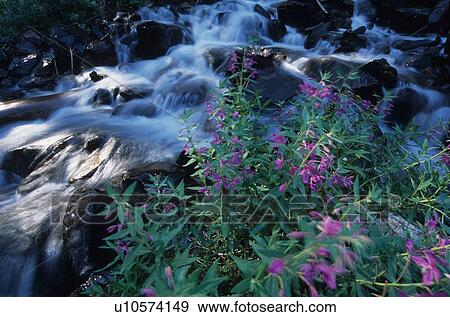 Fireweed blowing in the wind next to alpine stream, Bugaboos, East Kootenays, B. C. View Large Photo Image Stock Photo - Fireweed blowing in the wind next to alpine stream, Bugaboos, East Kootenays, B. C.. Fotosearch
