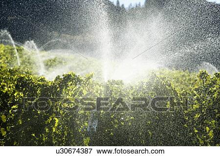 Irrigating a vineyard in the Okanagan, British Columbia, Canada View Large Photo Image Stock Photo - Irrigating a vineyard in the Okanagan, British Columbia, Canada. Fotosearch