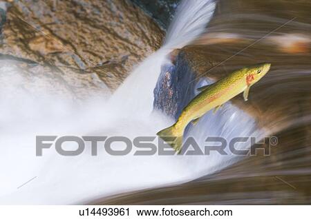 Miigrating Steelhead Salmon leaping over falls. View Large Photo Image Stock Image - Miigrating Steelhead Salmon leaping over falls.. Fotosearch