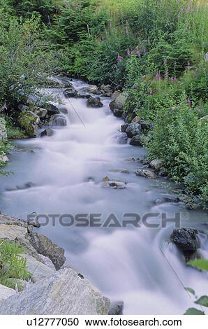 Mountain stream with fireweed and trees, Whistler, BC Canada View Large Photo Image Stock Image - Mountain stream with fireweed and trees, Whistler, BC Canada. Fotosearch