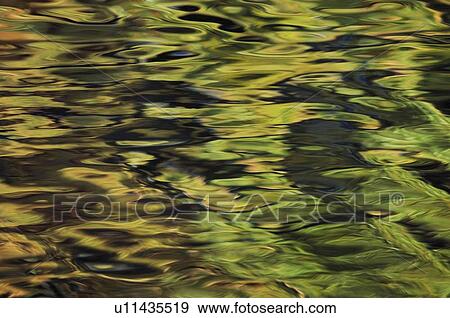 Oak and Maple trees reflections in water. Autumn. View Large Photo Image Stock Photo - Oak and Maple trees reflections in water. Autumn.. Fotosearch