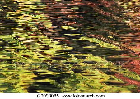Oak and Maple trees reflections in water. Autumn. View Large Photo Image Stock Photography - Oak and Maple trees reflections in water. Autumn.. Fotosearch