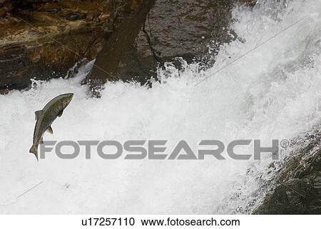 Salmon jumping up a waterfall to spawn, Stamp Falls, Port Alberni, Canada View Large Photo Image Stock Image - Salmon jumping up a waterfall to spawn, Stamp Falls, Port Alberni, Canada. Fotosearch