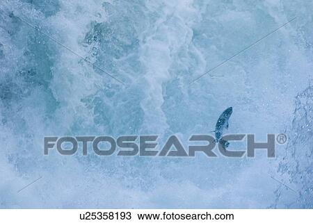 Salmon jumping up a waterfall to spawn, Stamp Falls, Port Alberni, Canada View Large Photo Image Stock Image - Salmon jumping up a waterfall to spawn, Stamp Falls, Port Alberni, Canada. Fotosearch