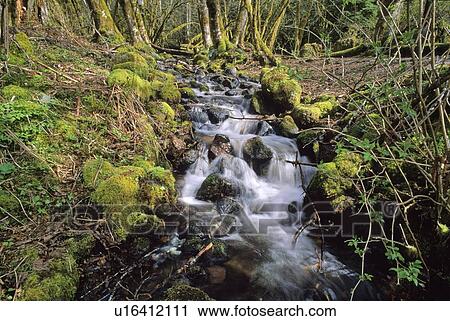Stock Image - Stream highlighted by sunlight with mossy logs surrounding it, Squamish, BC Canada. Fotosearch