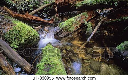 Stock Photography - Stream highlighted by sunlight with mossy logs surrounding it, Squamish, BC Canada. Fotosearch