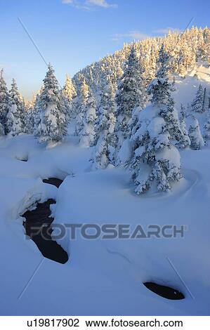 Stock Image - View of brook and snow-covered trees, Quebec, Canada. Fotosearch