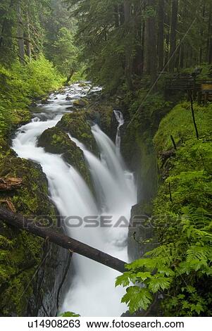 Waterfall plunges into a canyon in an Old-Growth Rainforest, Sol Duc River, Olympic National Park, Washington, USA View Large Photo Image Stock Image - Waterfall plunges into a canyon in an Old-Growth Rainforest, Sol Duc River, Olympic National Park, Washington, USA. Fotosearch