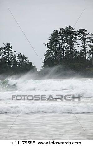 Waves at Chesterman Beach, Long Beach, near Tofino, British Columbia View Large Photo Image Stock Photography - Waves at Chesterman Beach, Long Beach, near Tofino, British Columbia. Fotosearch
