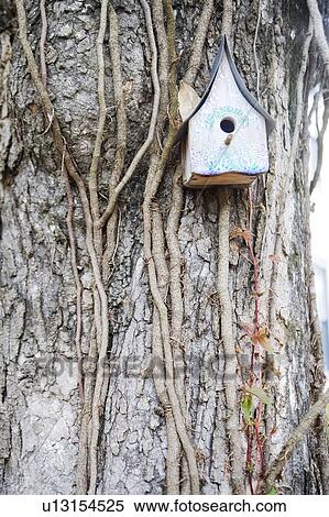 Bird house on a tree, Jacksonville, Florida View Large Photo Image Stock Photography - Bird house on a tree, Jacksonville, Florida. Fotosearch