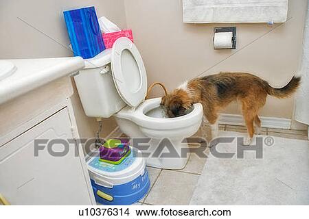 Mixed Breed Dog Drinks From Toilet Bowl Canada Alberta Picture U10376314 Fotosearch