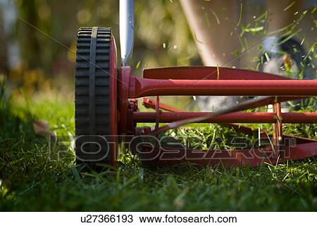 Mowing lawn with a reel mower, for exercise and to reduce energy use, Regina, Saskatchewan View Large Photo Image Stock Image - Mowing lawn with a reel mower, for exercise and to reduce energy use, Regina, Saskatchewan. Fotosearch