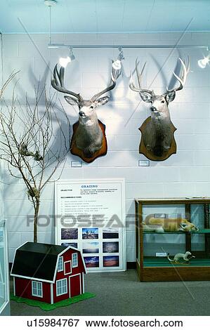 Stock Photo - Range management display in Great Sand Hills Museum, Sceptre, Saskatchewan, Canada. Fotosearch