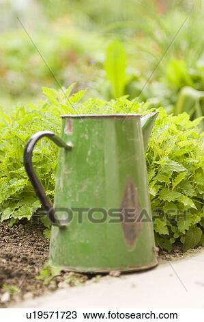 Watering can in the garden, Poland View Large Photo Image Stock Image - Watering can in the garden, Poland. Fotosearch