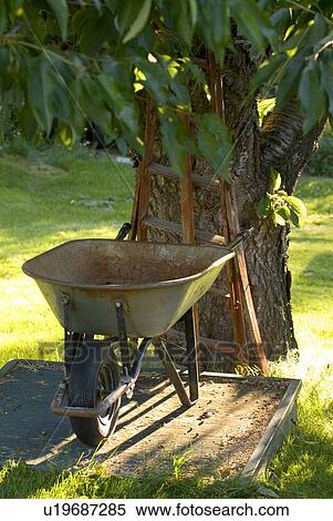 Wheelbarrow beside cherry tree, Okanagan Centre, BC Canada View Large Photo Image Stock Photography - Wheelbarrow beside cherry tree, Okanagan Centre, BC Canada. Fotosearch
