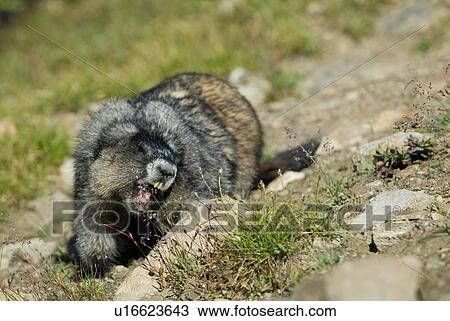 Stock Image - A hoary Marmot eats grass in the alpine. Skyline Trail, Jasper National Park, Alberta, Canada. Fotosearch