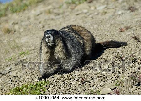 Picture - A hoary Marmot in the alpine. Skyline Trail, Jasper National Park, Alberta, Canada. Fotosearch