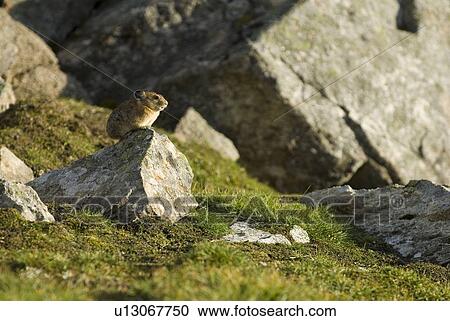 Stock Image - A Pika sits atop a rock in an alpine rocky area. Canada, Alberta, Jasper National Park, Skyline Trail. Fotosearch