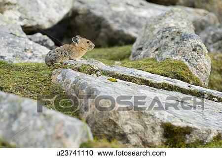 A Pika sits atop a rock in an alpine rocky area. Skyline Trail, Jasper National Park, Alberta, Canada View Large Photo Image Stock Image - A Pika sits atop a rock in an alpine rocky area. Skyline Trail, Jasper National Park, Alberta, Canada. Fotosearch