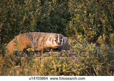 American Badger in Rocky Mountain Foothills, Waterton Lakes National Park, Alberta, Canada. View Large Photo Image Picture - American Badger in Rocky Mountain Foothills, Waterton Lakes National Park, Alberta, Canada.. Fotosearch