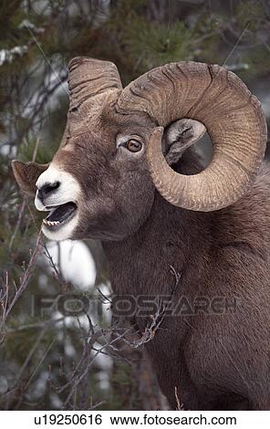Stock Photograph - Bighorn Sheep, Maligne Canyon, Jasper National Park, Alberta, Canada. Fotosearch
