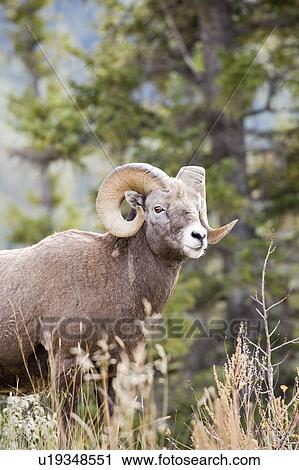 Stock Image - Bighorn sheep ram in autumn, Jasper National Park, Alberta, Canada. Fotosearch