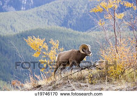 Stock Image - Bighorn sheep ram(ovis canadensis) in autumn, Jasper National Park, Alberta, Canada. Fotosearch