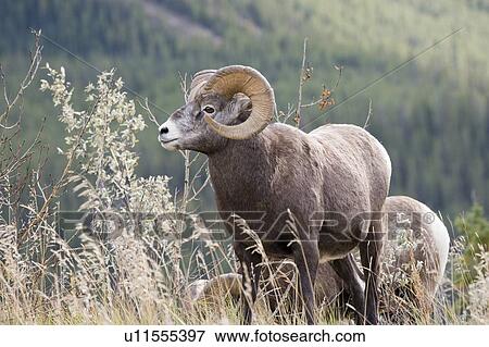 Bighorn sheep ram(ovis canadensis) in autumn, Jasper National Park, Alberta, Canada View Large Photo Image Stock Photo - Bighorn sheep ram(ovis canadensis) in autumn, Jasper National Park, Alberta, Canada. Fotosearch
