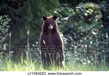 Stock Image - Black Bears, Whistler, BC, Canada. Fotosearch