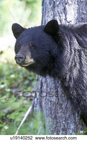 Black Bears, Whistler, BC, Canada View Large Photo Image Stock Image - Black Bears, Whistler, BC, Canada. Fotosearch