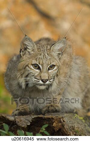 Stock Photography - Bobcat (Felis rufus). Fotosearch