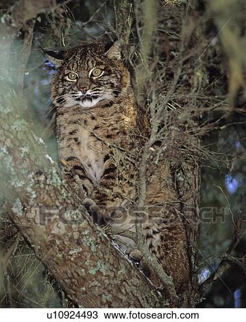 Bobcat sits in tree, winter, photo in wild, Whistler, B. C. View Large Photo Image Stock Image - Bobcat sits in tree, winter, photo in wild, Whistler, B. C.. Fotosearch