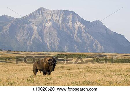 Stock Image - Buffalo (Bison bison) in Rocky Mountain Foothills, Waterton Lakes National Park, Alberta, Canada.. Fotosearch