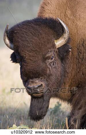 Stock Image - Buffalo in Rocky Mountain Foothills, Waterton Lakes National Park, Alberta, Canada.. Fotosearch