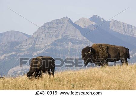 Stock Photograph - Buffalo in Rocky Mountain Foothills, Waterton Lakes National Park, Alberta, Canada.. Fotosearch
