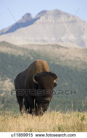 Buffalo in Rocky Mountain Foothills, Waterton Lakes National Park, Alberta, Canada. View Large Photo Image Stock Photography - Buffalo in Rocky Mountain Foothills, Waterton Lakes National Park, Alberta, Canada.. Fotosearch