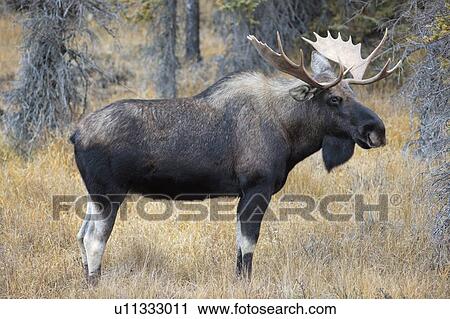 Stock Image - Bull Moose, Peter Lougheed Prov. Park, Alberta, Canada. Fotosearch