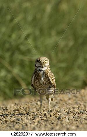 Stock Photo - Burrowing Owl at edge of gravel road, Athene cunicularia, near Great Sand Hills, southwestern Saskatchewan. Fotosearch