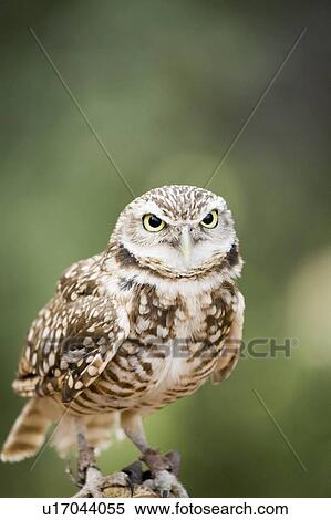 Stock Photography - Burrowing Owl (Athene cunicularia) on handler's glove, Alberta Bird of Prey Centre, Coaldale, Alberta, Canada. This centre rehabilitates injured birds and releases them back to the wild. Fotosearch