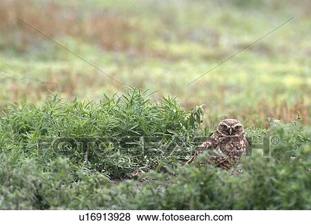 Stock Photo - Burrowing Owl living in city, Athene cunicularia, Moose Jaw, Saskatchewan, Canada. The burrowing owl is endangered in Canada, threatened in Mexico. Fotosearch