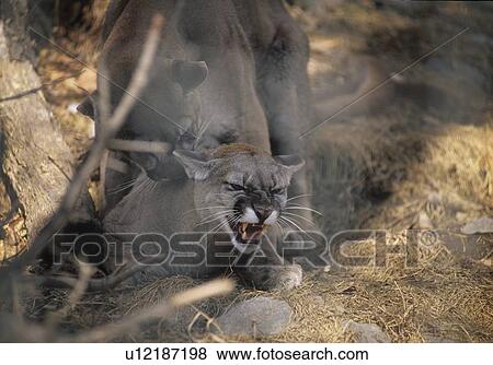 Stock Photo - Cougars mating, in Calgary Zoo. Fotosearch