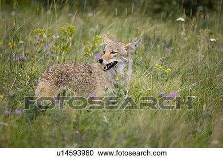 Coyote in field in Rocky Mountain Foothills, Waterton Lakes National Park, Alberta, Canada. View Large Photo Image Stock Image - Coyote in field in Rocky Mountain Foothills, Waterton Lakes National Park, Alberta, Canada.. Fotosearch
