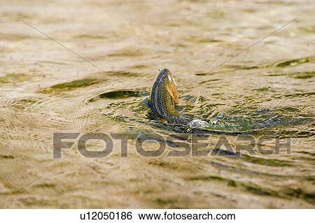 Stock Photograph - Cutthroat trout leaps into air after fly on tributary of Elk River, near Fernie, British Columbia, Canada.. Fotosearch