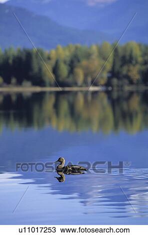 Duck floats in Alta Lake, trees reflected in background, Whistler, BC View Large Photo Image Stock Image - Duck floats in Alta Lake, trees reflected in background, Whistler, BC. Fotosearch