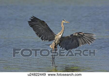 Great Blue Heron (Ardea herodias) flies through wetland marsh near Point Pelee National Park, southwestern Ontario, Canada. View Large Photo Image Stock Photo - Great Blue Heron (Ardea herodias) flies through wetland marsh near Point Pelee National Park, southwestern Ontario, Canada.. Fotosearch