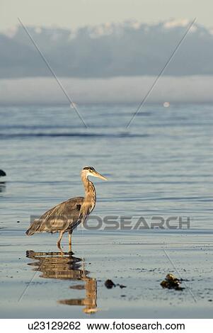 Stock Image - Great Blue Heron feeding. Victoria, Vancouver Island, BC. Fotosearch