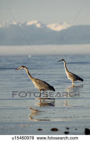 Stock Photo - Great Blue Herons feeding. Victoria, Vancouver Island, BC. Fotosearch