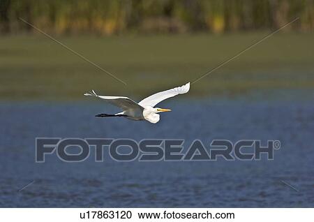 Great Egret or Common Egret (Casmerodius albus) in flight, summer, Point Pelee National Park, southwestern Ontario, Canada. View Large Photo Image Stock Image - Great Egret or Common Egret (Casmerodius albus) in flight, summer, Point Pelee National Park, southwestern Ontario, Canada.. Fotosearch