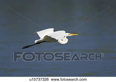 Stock Photograph - Great Egret or Common Egret (Casmerodius albus) in flight, summer, Point Pelee National Park, southwestern Ontario, Canada.. Fotosearch